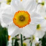 Narcissus