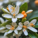 Orange blossom