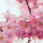 Peach blossom