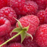 Raspberry