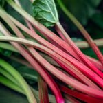 Rhubarb